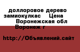 доллоровое дерево -замиокулкас  › Цена ­ 1 000 - Воронежская обл., Воронеж г.  »    